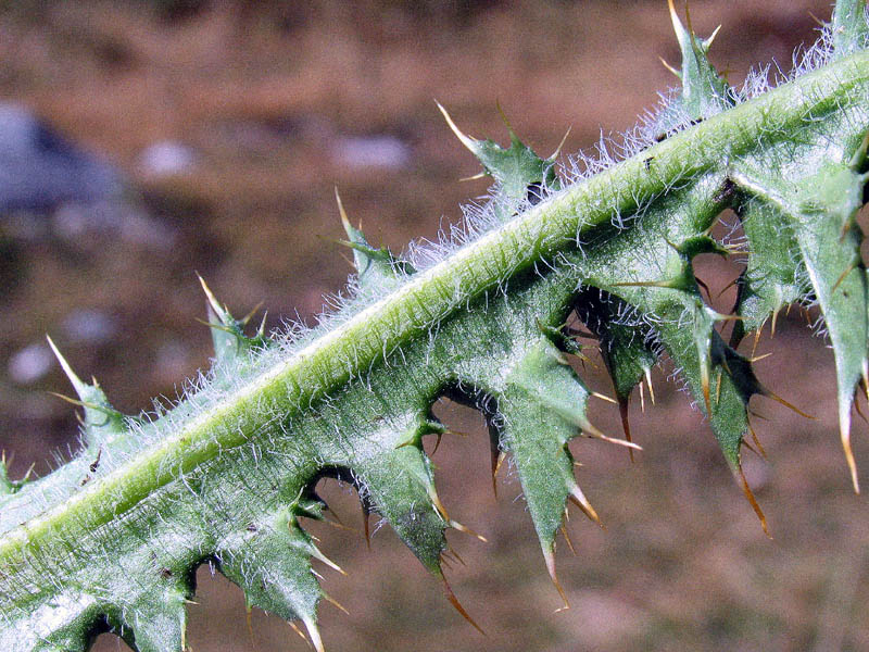 Carduus deflorato L. subsp. tridentinus (Evers) Ladurner